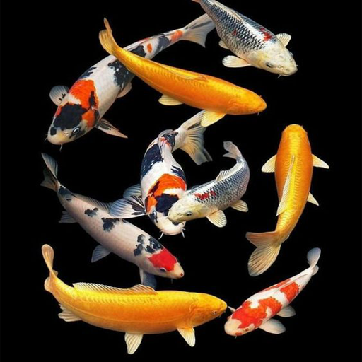 Koi Fish Pond Wallpaper HD 4K logo