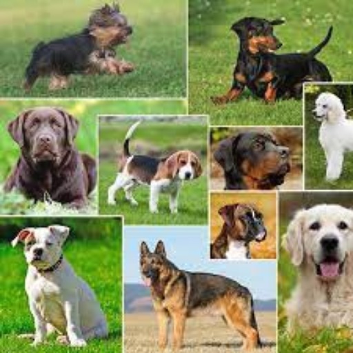 Dog quiz - identify the breeds