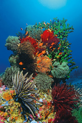 Underwater Wallpapers