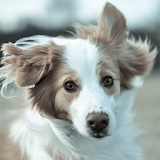 Dogs Best HD Jigsaw Puzzles icon
