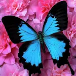 Cover Image of 下载 Butterfly Wallpaper  APK