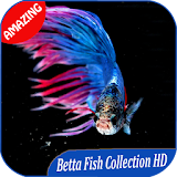 300++ Amazing Betta Fish Collection HD icon