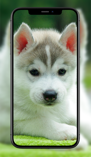 Cute Animal Wallpapers Screen 3