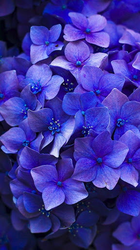 Lilac Wallpapers Screen 3
