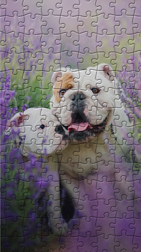 Android application Bulldogs Jigsaw Puzzles screenshort