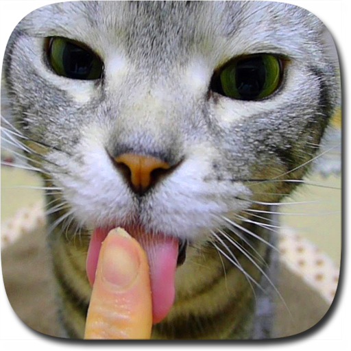 Kitty Licks Screen  Icon