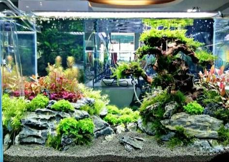 660 Contoh Landscape Aquarium HD