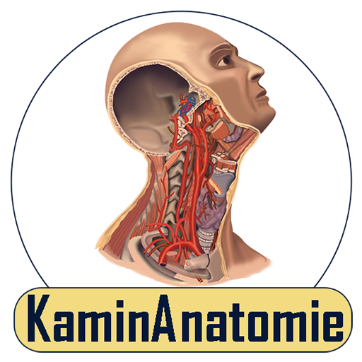 Quiz Anatomie - KaminAnatomie logo