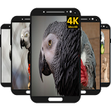 African Grey Parrot Wallpaper icon