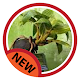 bonsai coconut Download on Windows