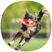 Top 42 Entertainment Apps Like How to Teach Your Dog Tricks (Guide) - Best Alternatives