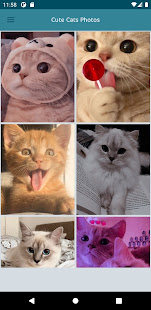 Beautiful cute cats Offline 1.1 APK screenshots 5