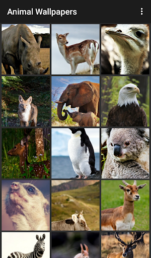 Animal Wallpapers Screen 2