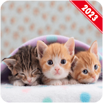 Cover Image of Download Kitten Wallpaper  APK