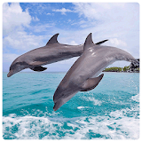 Lovely Dolphin Wallpapers icon