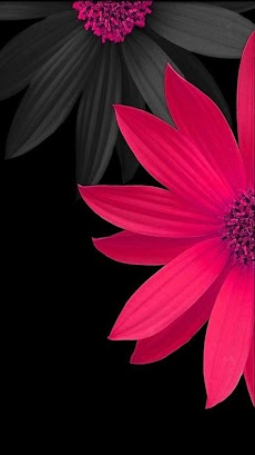 Flowers and Roses Images Wallpaper Gif 4Kのおすすめ画像1