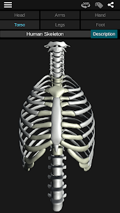 Osseous System in 3D (Anatomy) For PC installation