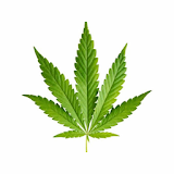 Cannabis Capitalist icon