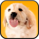 Puppy Licks Screen Video LWP icon