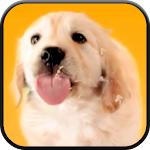 Puppy Licks Screen Video LWP Apk