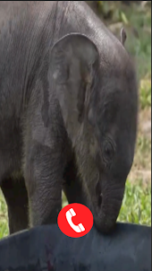 Elephant Fake Video Call