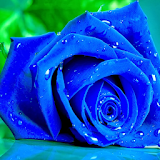 Blue Rose Live Wallpaper icon