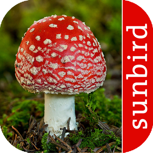 Pilz Id, Die Pilze Sammeln App v10 Icon