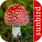 Cover Image of Download Pilz Id, Die Pilze Sammeln App  APK