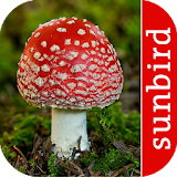 Pilz Id, Die Pilze Sammeln App icon