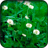 Clover Wallpapers icon