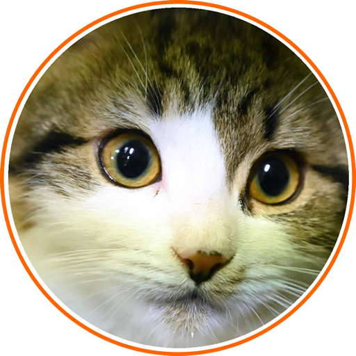CAT BREEDS ENCYCLOPEDIA 2021 1.0 Icon