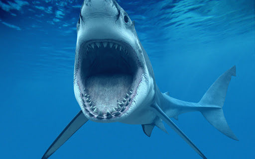 Shark Wallpapers Screen 3