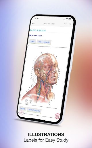 Screenshot of Rapid Review Anatomy Guide