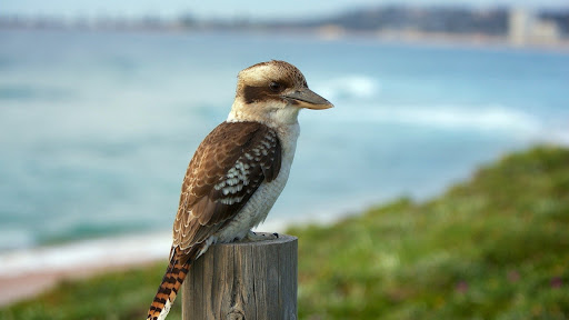 Android application Kookaburra Bird Wallpapers screenshort