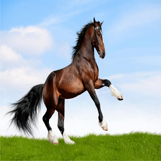 horses logo