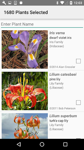 Georgia Wildflowers Screen 2