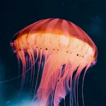 Cover Image of Download Jellyfish Wallpapers  APK
