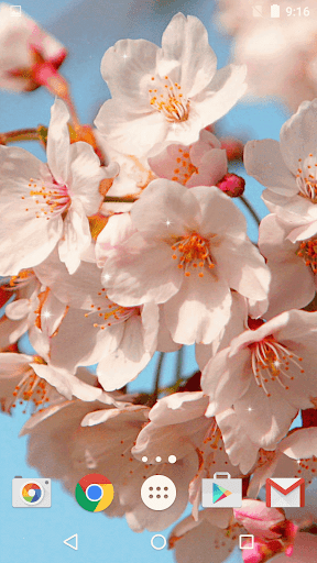 桜ライブ壁紙 美しい写真 By Free Wallpapers And Backgrounds Google Play 日本 Searchman アプリマーケットデータ
