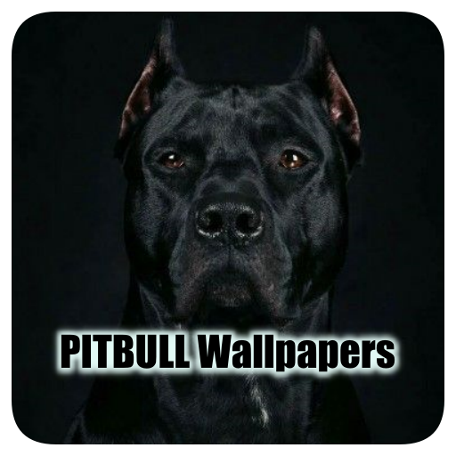 Pitbull Dog Wallpapers | Cool Download on Windows