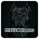 Pitbull Dog Wallpapers | Cool