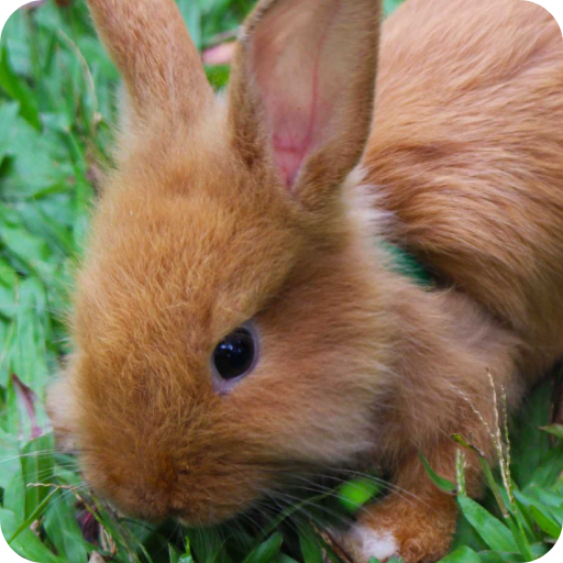 Baby Rabbit Wallpaper logo