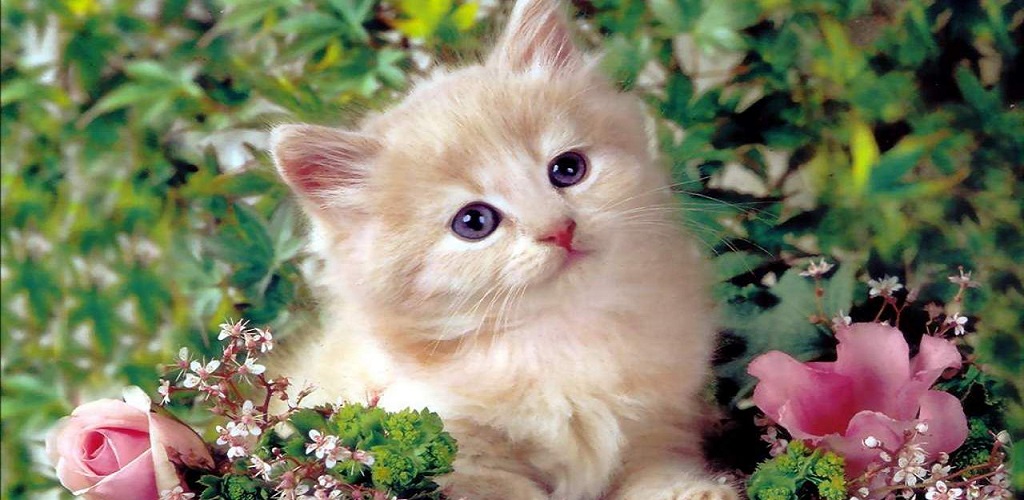 Download Kitten Wallpaper - Cute Cat Wallpapers Free for Android - Kitten  Wallpaper - Cute Cat Wallpapers APK Download 