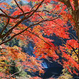 Autumnal leaves(Yoro Valley ) icon