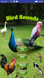 Bird Sounds For PC installation
