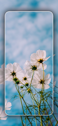Screenshot of Cool Nature Wallpapers 4K | HD
