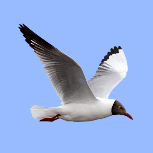 Birds of Europe Field Guide logo