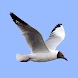 Birds of Europe Field Guide - Androidアプリ