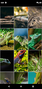 Screenshot 17 Lagartos Fondos de pantalla HD android