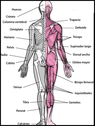 The human body Screen 2