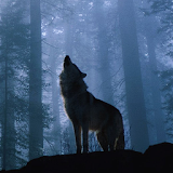 Одинокая волчица icon